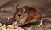 24 Hour & Emergency Exterminators in North Salt Lake, UT
